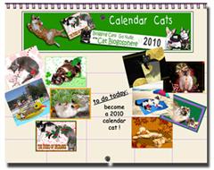 Calendar Cats
