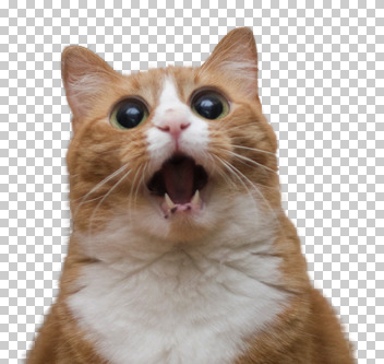 Silly Cat And Dog Videos Silly Cat And Dog Videos