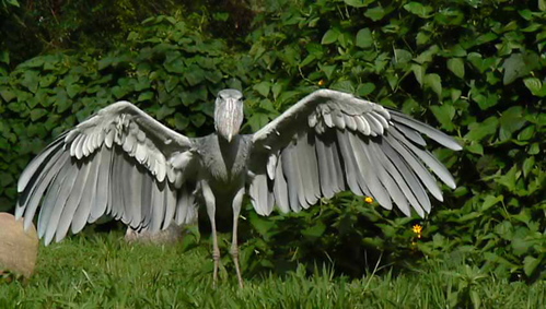 260%2520shoebill.jpg