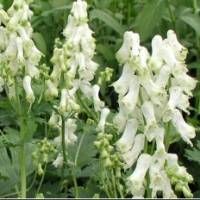 Monkshood Flowers on Aconitum Napellus Album Monkshood