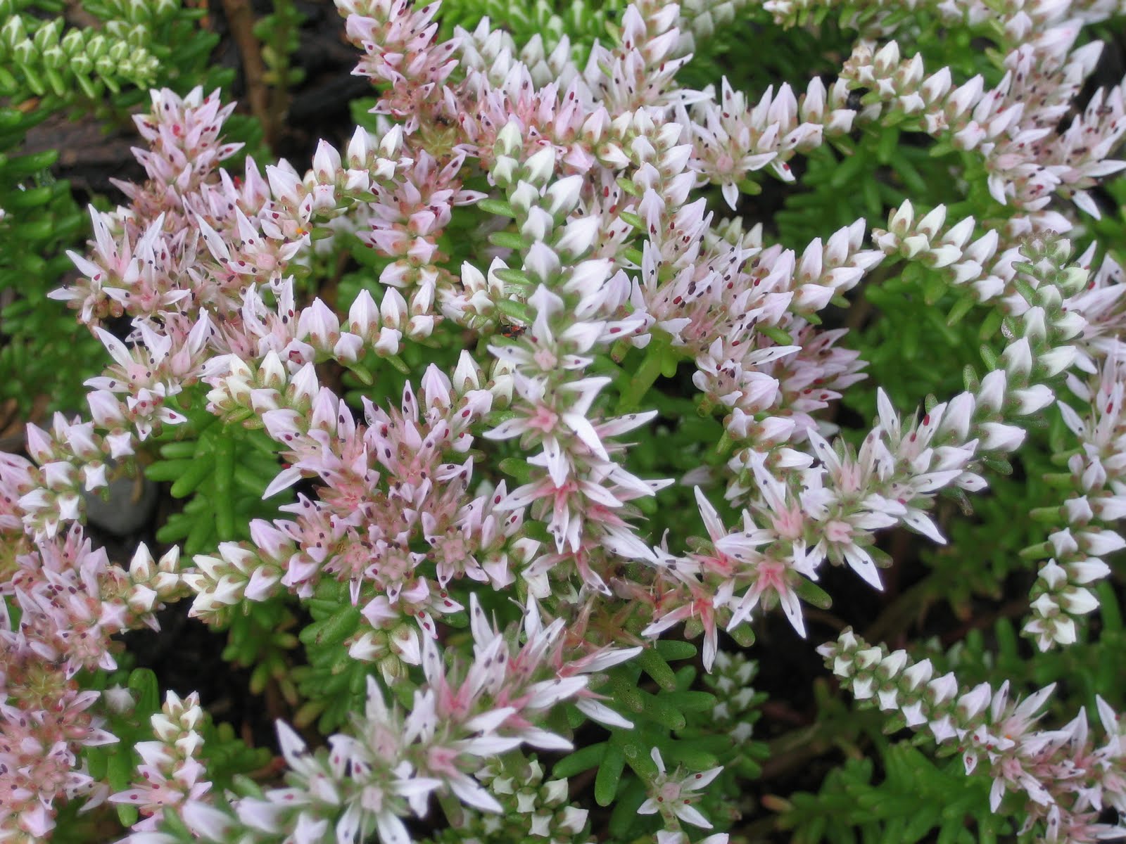 Sedum pulchellum