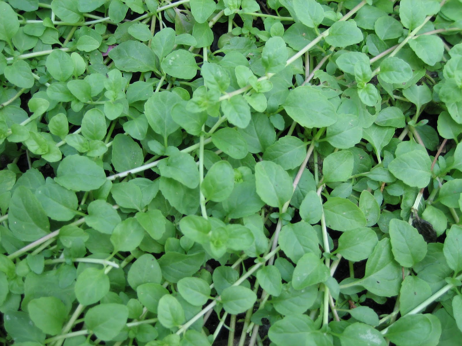 Lisa Bonassin's Garden Medicinal Uses of Pennyroyal
