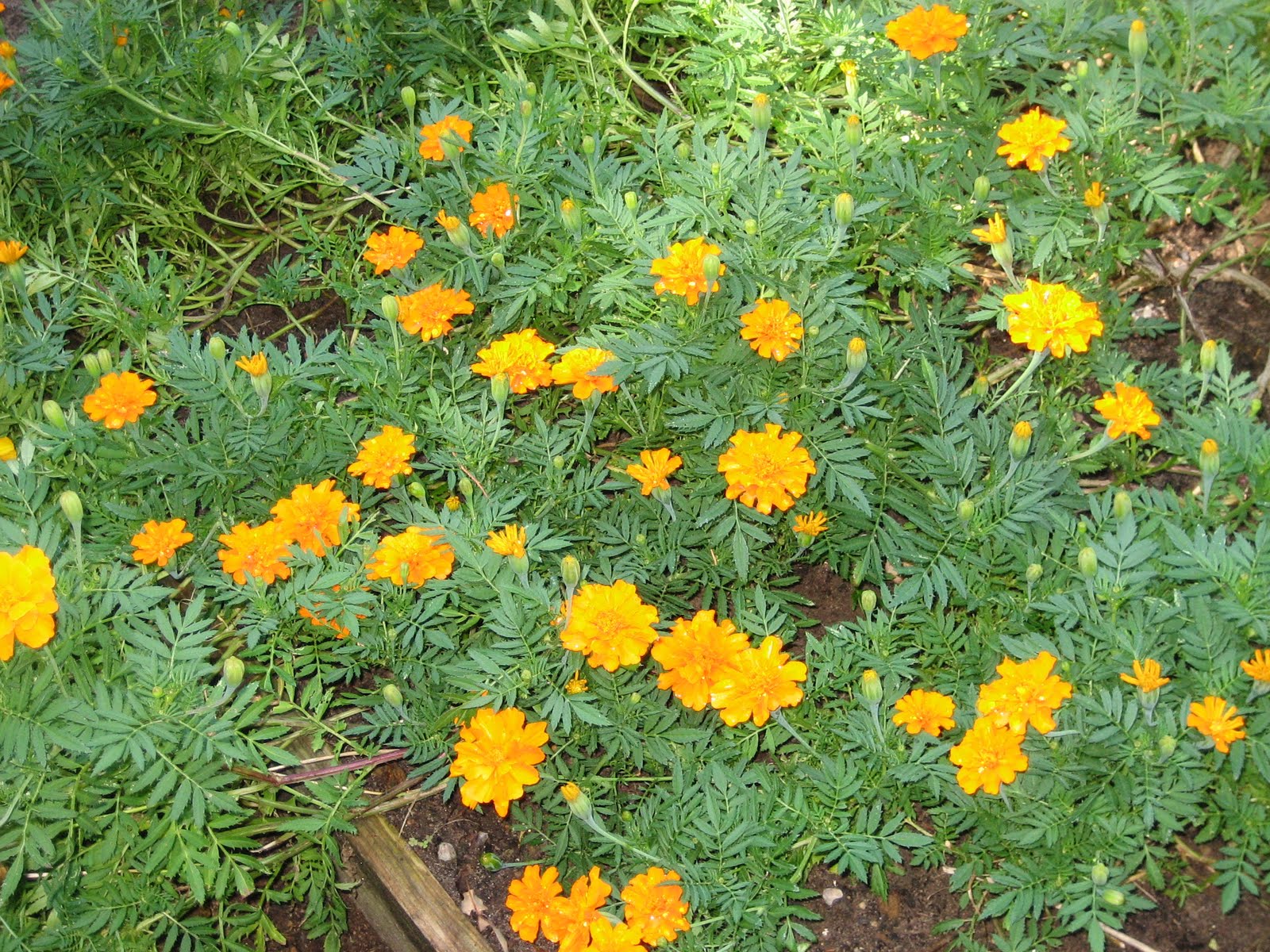 Lisa Bonassin�s Garden Marigolds in the Vegetable Garden