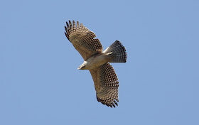 日本野鳥の会東京 研究部ブログ 09