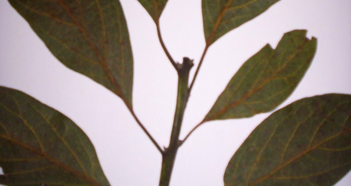 Herbario Virtual Aguacate