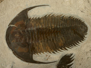 Trilobite from cambrian claystone