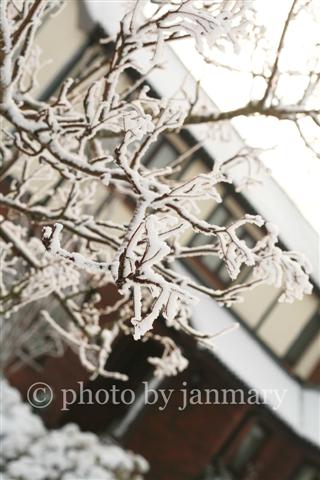 [snowy+branches+4w+(Small).jpg]