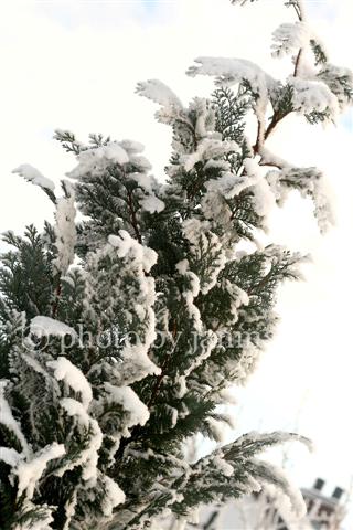 [snowy+tree+4w+(Small).jpg]