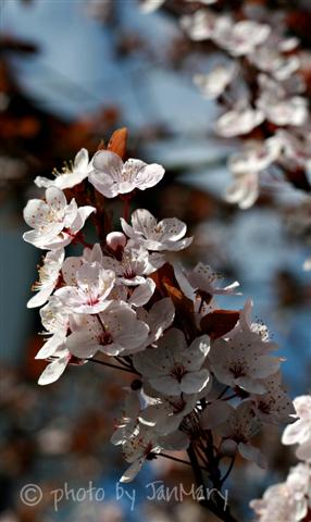 [cherry+blossom+2603+4w+(Small).jpg]