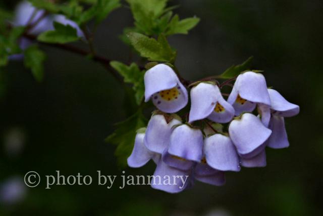 [purple+flower+4w+(Small).jpg]