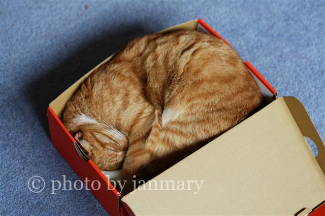 [cat+in+box+0808+4w+(Small).jpg]
