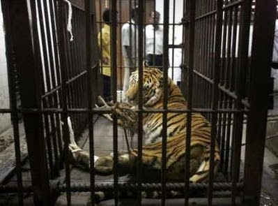 Hurt Tiger