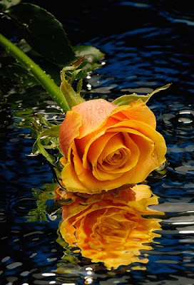 -album-cvetq-xxx-flower-n-nature-facebook-pictures-Kwiaty-BORROWED-picfor-me-yellow-FlOwErS-and-flowers-wine-Flowers-Hearts-trandafiri-CY-flovers-roses-orange-8_large.jpg