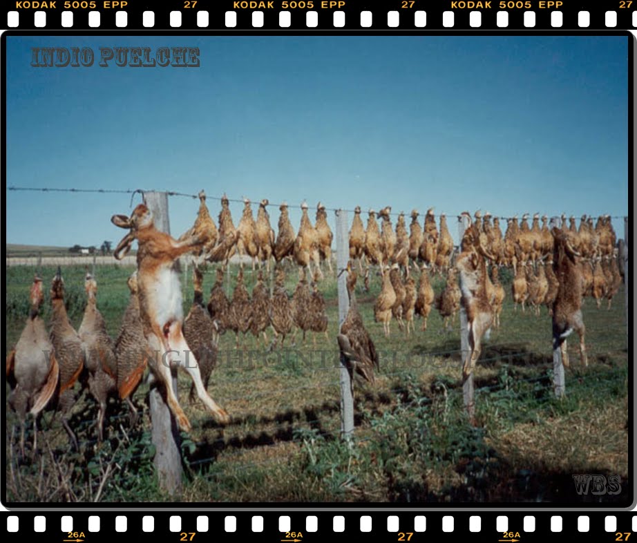 SAFARI - IN ARGENTINI