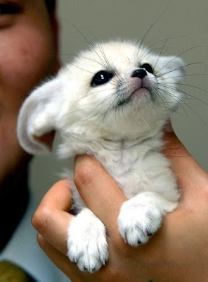 I Have Seen The Whole Of The Internet Dog Cat Fox Cute
