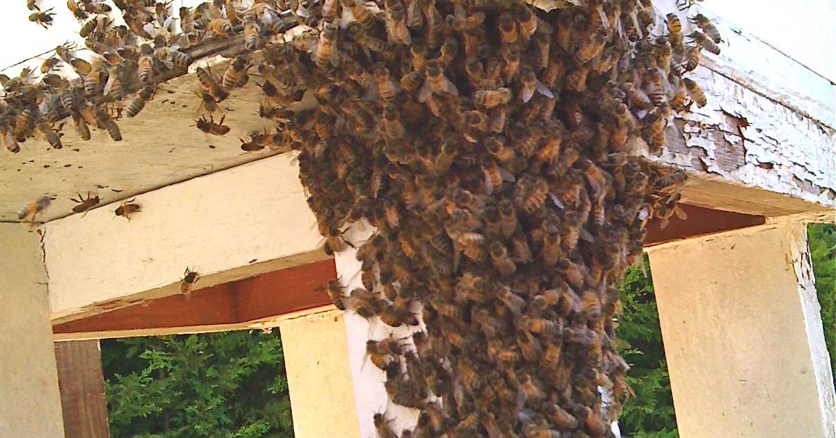 Beekeeping with The Hive Honey Shop 5 Steps to Stop Bees Swarming