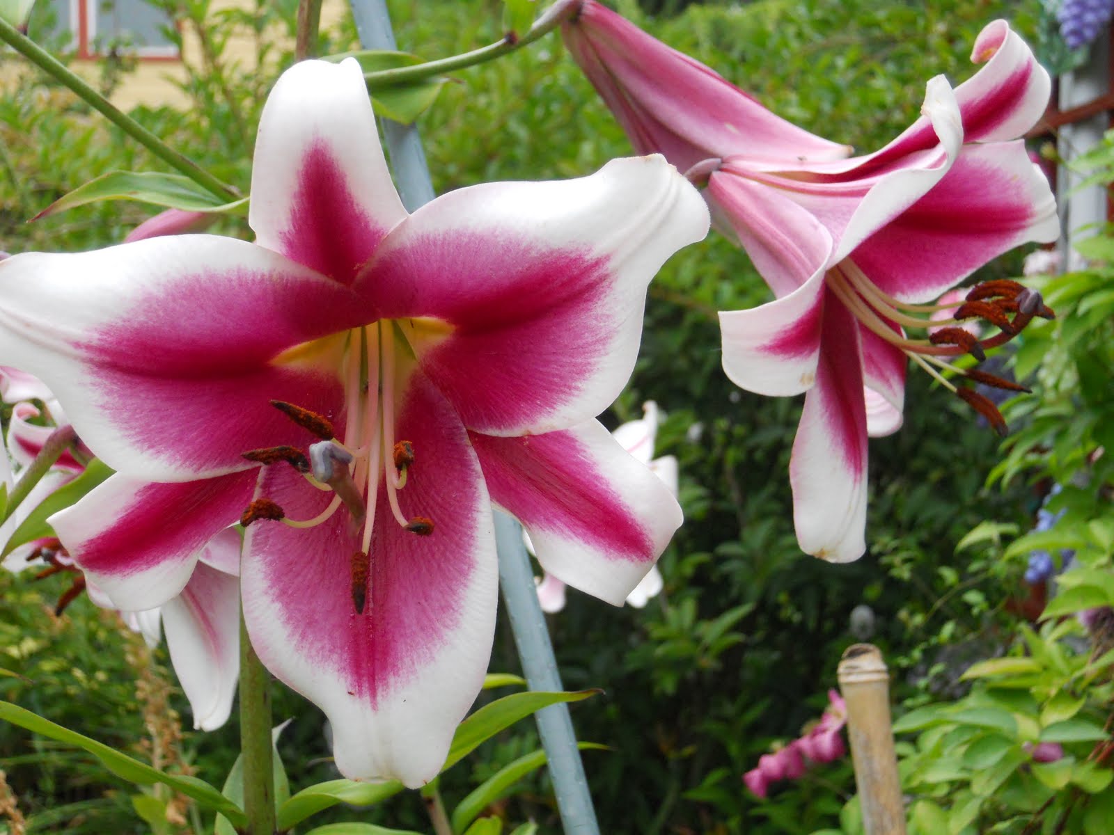Beech Street Gardens ORIENPET LILY "Silk Road"