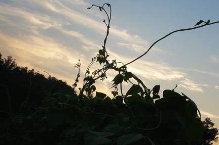 [beanstalk.jpg]
