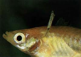 birdgut worm birdgut worm