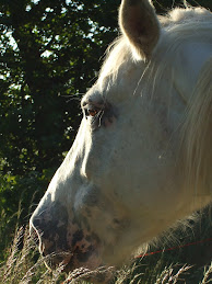 MISS APPALOOSA : VOTEZ... DSCF0871