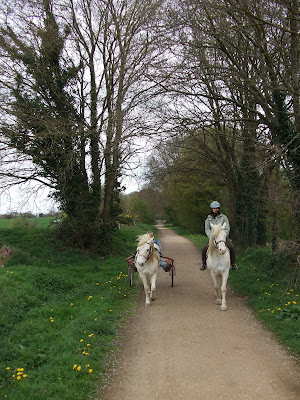 Le poney attelé... DSCF1519