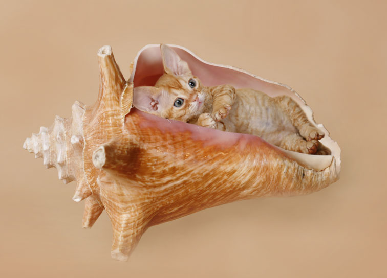 Devon+rex+kittens+for+sale+michigan