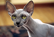 . hypertrophic cardiomyopathy. Studies are being undertaken to understand . (sphynx cat)