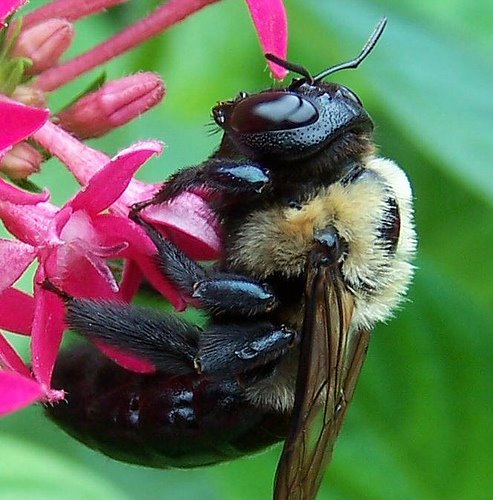 [bumblebee.bmp]