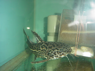 False Jaguar Catfish
