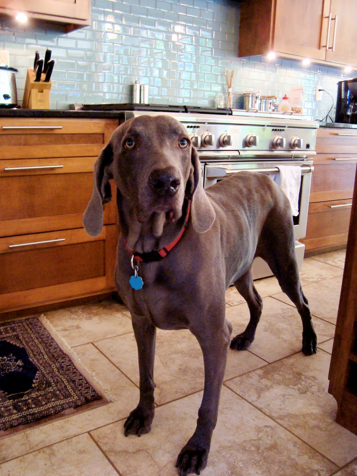 largest weimaraner on record
