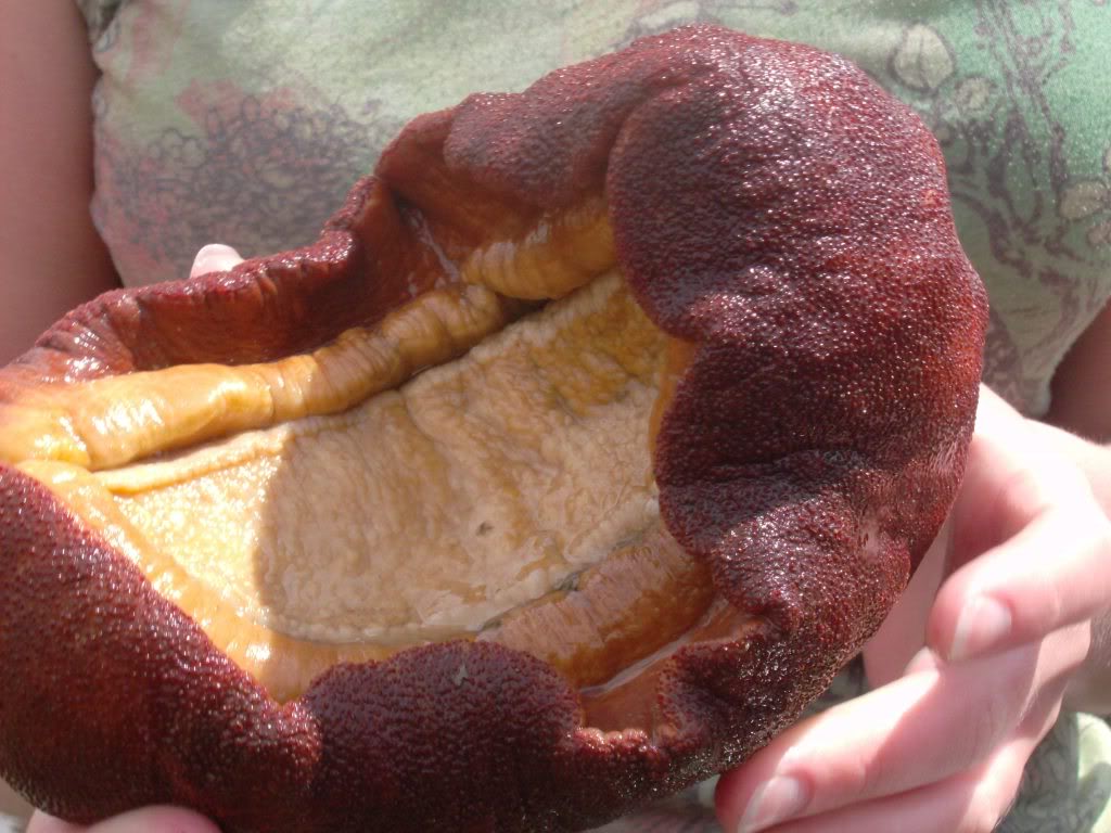 Mollusc POW Mollusc Giant Gumboot Chiton King of the slippery tide pool things.