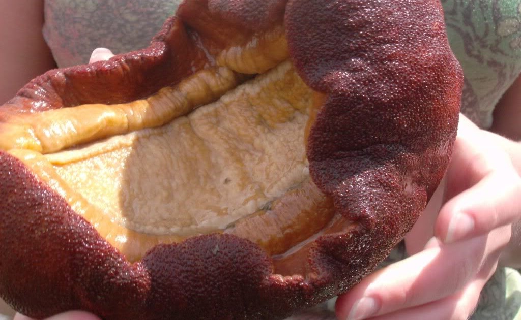 Mollusc POW Mollusc Giant Gumboot Chiton King of the slippery tide