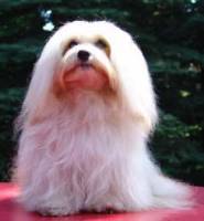 Ricky´s Havaneser grüssen aus Berlin