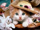 kUcINg qu,,