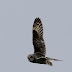 Skomer - Short Eared Owl