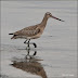 Angle - Curlew Sandpipers Galore