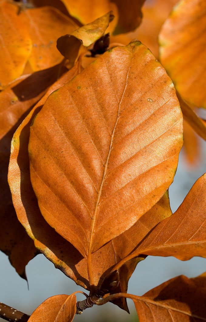 [beech+leaf.bmp]