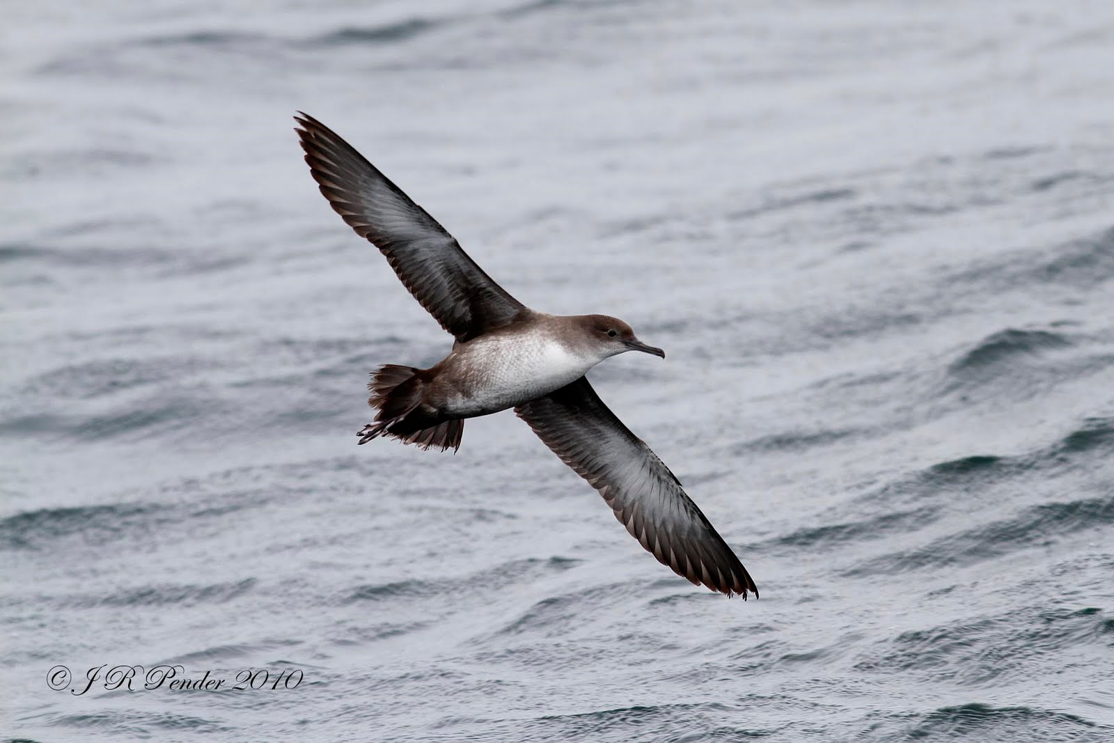 Joe Pender Wildlife Photography Balearic Shearwater