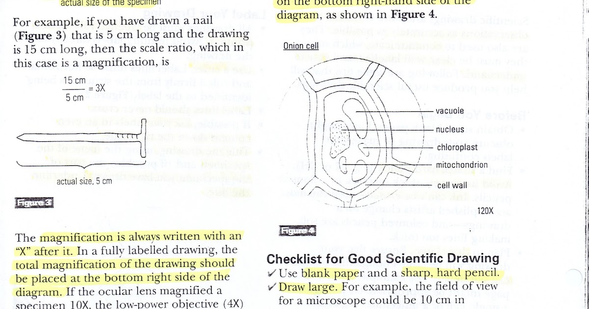 All Saints Online Scientific Drawing Part 2