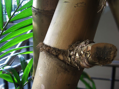 Bamboo Node