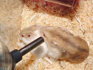 Hamster Breeder