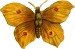 [deep-yellow-butterfly.jpg]