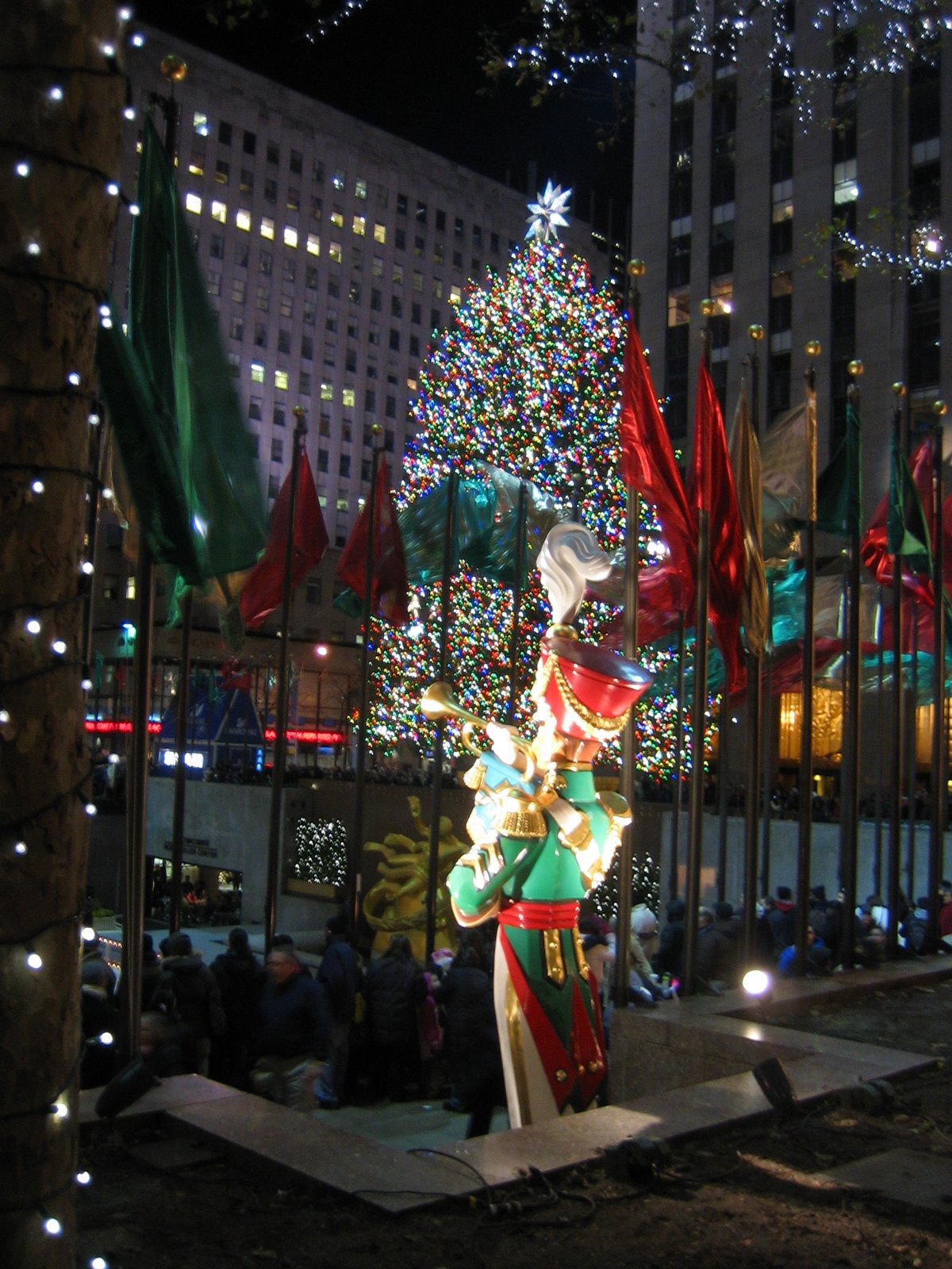 [tree+from+side.JPG]