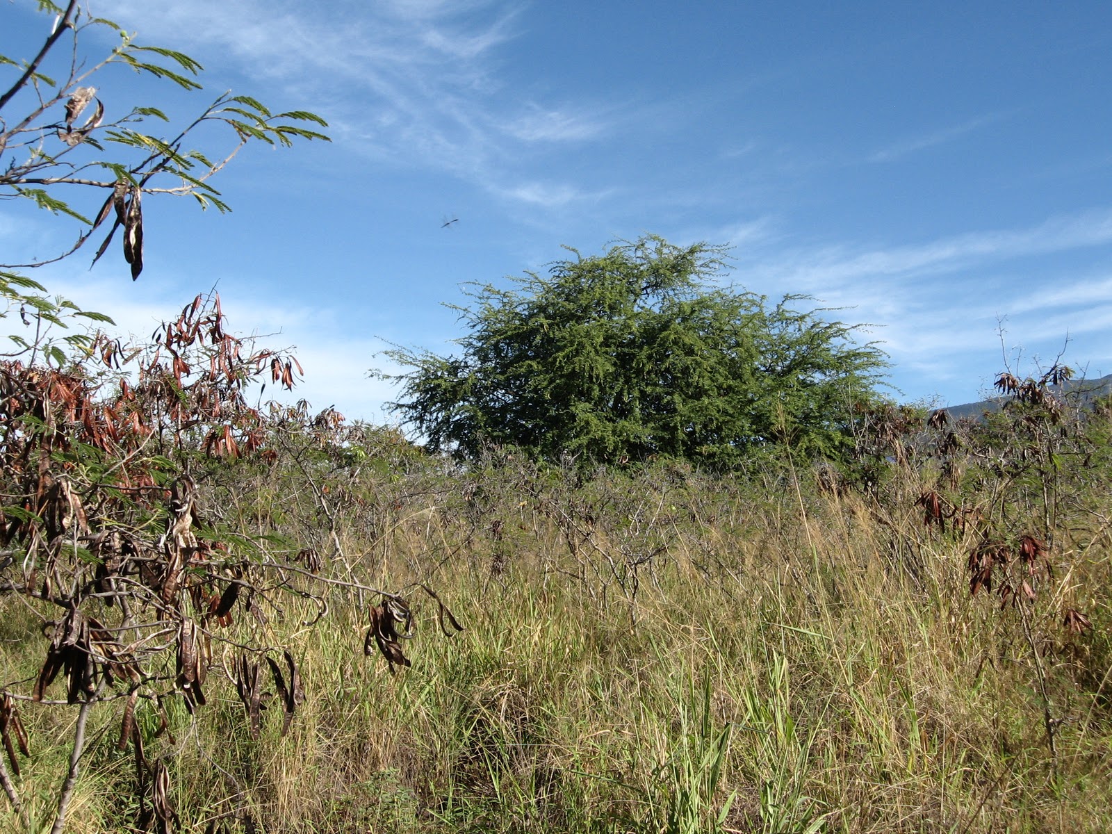 So, How Bout dis Weather? kiawe, koa haole, parrots, haoles and surf films