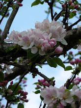Onze herstelde bloeinde appelboom BB