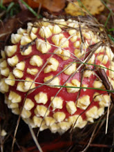 slagroomtoefjes op rood