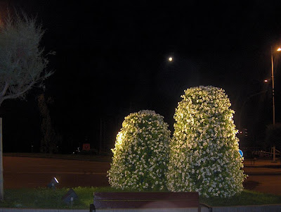 flores en castelar frente al mar