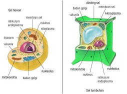 Sel Hewan & Sel Tumbuhan