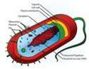 Bagian-bagian Bakteri