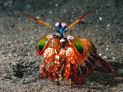 mantis shrimp, peacock shrimp